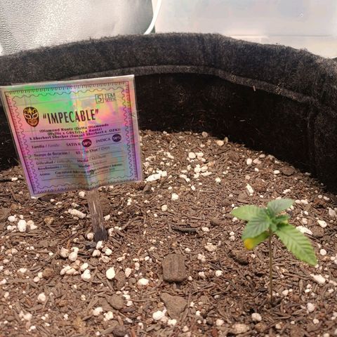 Impecable  growlog timeline photo
