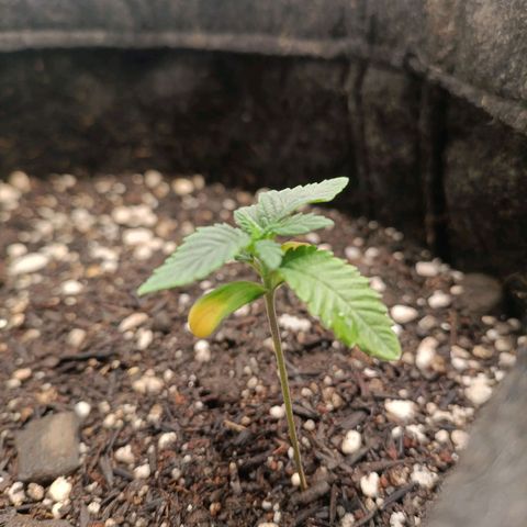 Impecable  growlog photo: Planta sofrumeu um estresse após transplante, segue bem sem nenhum tipo aparente de atraso