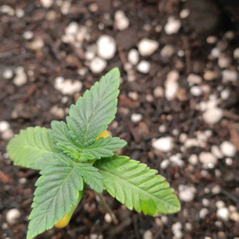 Impecable  growlog photo: Planta sofrumeu um estresse após transplante, segue bem sem nenhum tipo aparente de atraso