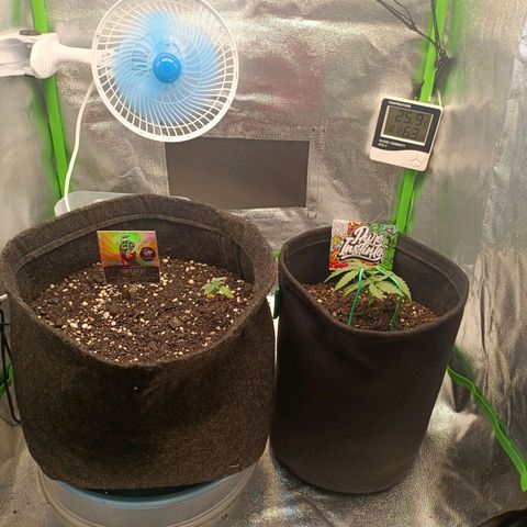 Impecable  growlog timeline photo