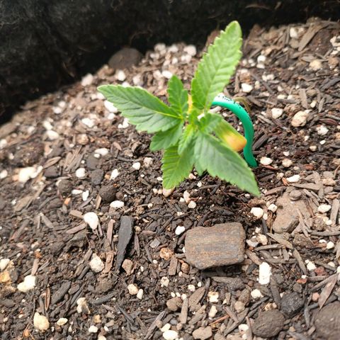 Impecable  growlog timeline photo
