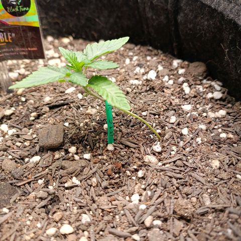 Impecable  growlog timeline photo
