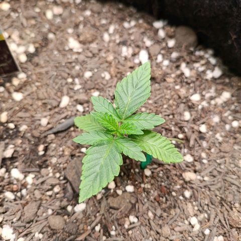 Impecable  growlog timeline photo