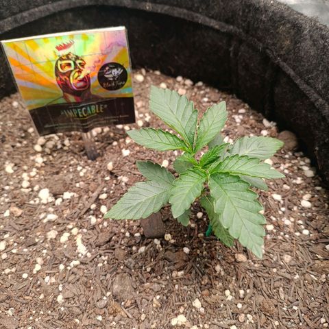 Impecable  growlog timeline photo