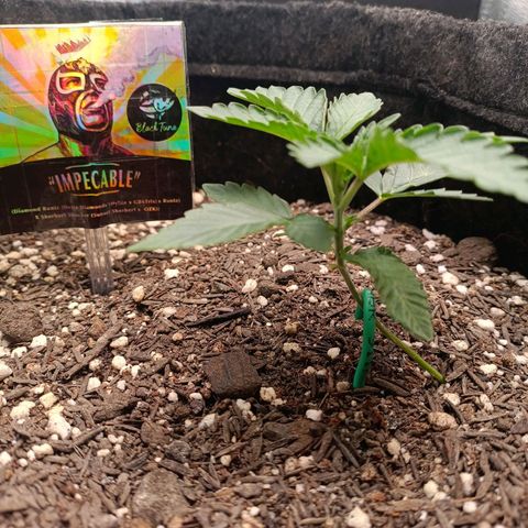 Impecable  growlog timeline photo