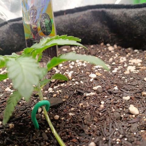 Impecable  growlog timeline photo