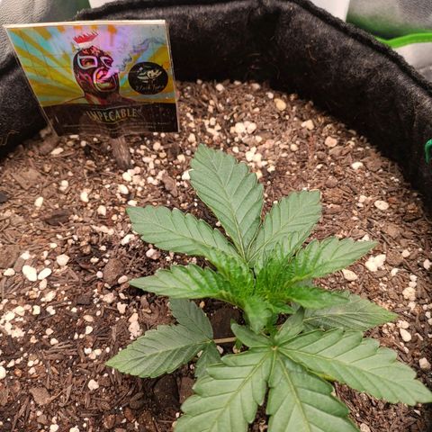 Impecable  growlog timeline photo