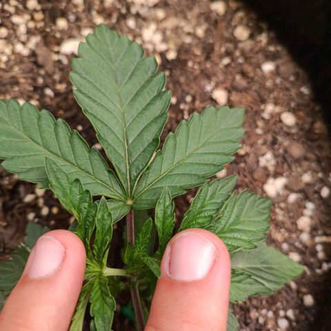 Impecable  growlog timeline photo