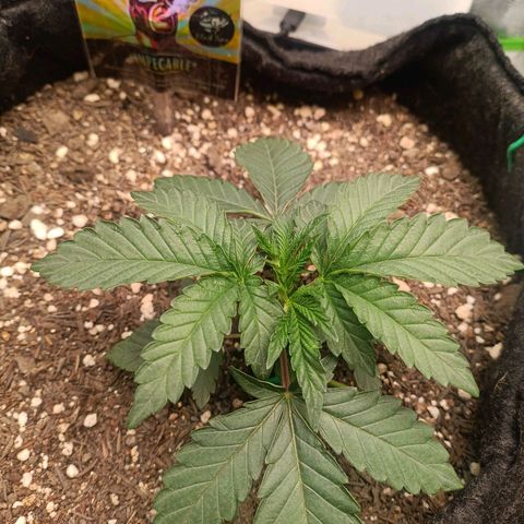 Impecable  growlog timeline photo
