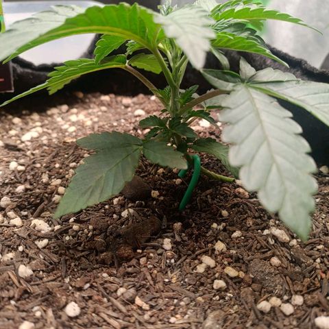 Impecable  growlog timeline photo