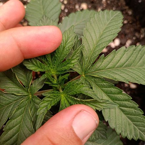 Impecable  growlog timeline photo