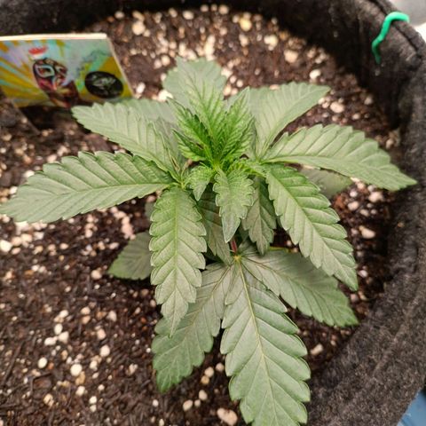 Impecable  growlog timeline photo