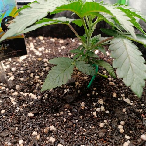 Impecable  growlog timeline photo