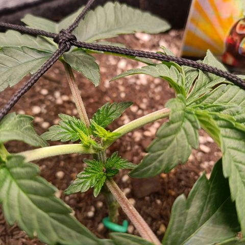 Impecable  growlog timeline photo