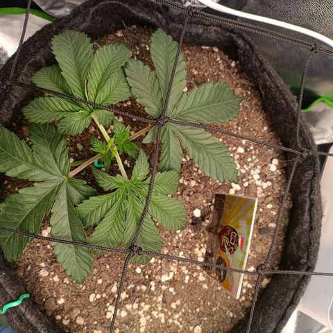 Impecable  growlog timeline photo
