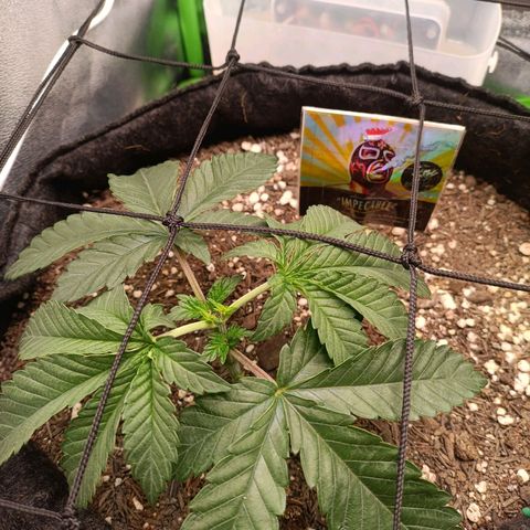 Impecable  growlog timeline photo