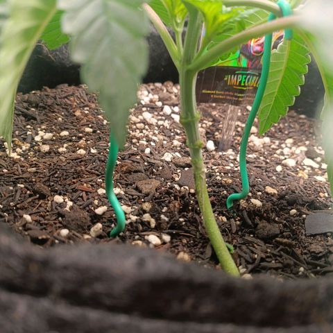 Impecable  growlog timeline photo