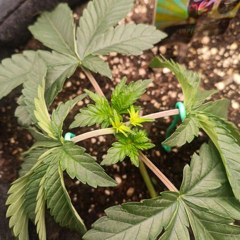 Impecable  growlog timeline photo