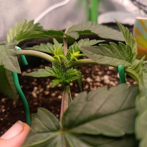 Impecable  growlog timeline photo