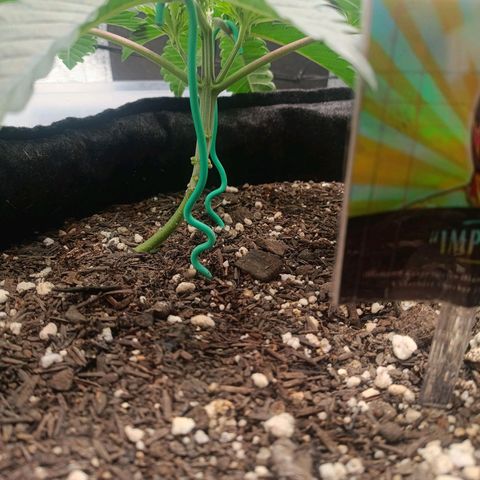 Impecable  growlog timeline photo