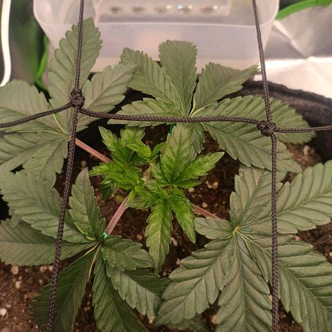 Impecable  growlog timeline photo