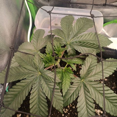 Impecable  growlog timeline photo