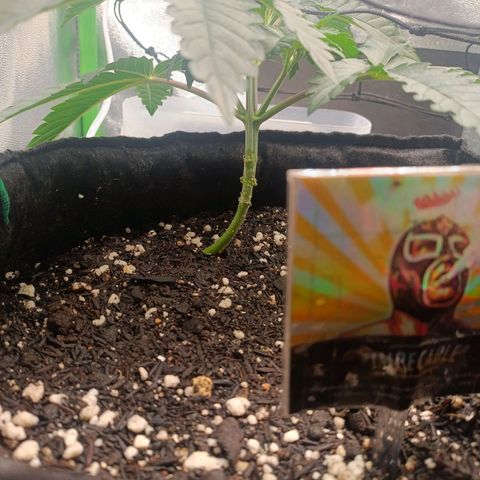 Impecable  growlog timeline photo