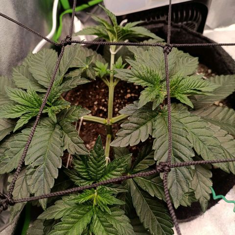 Impecable  growlog timeline photo