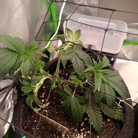 Impecable  growlog timeline photo