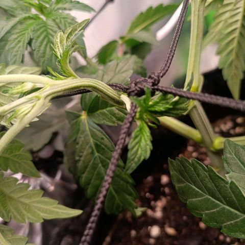 Impecable  growlog timeline photo