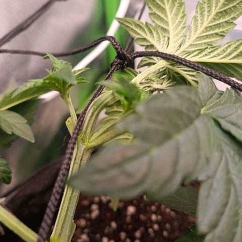 Impecable  growlog timeline photo