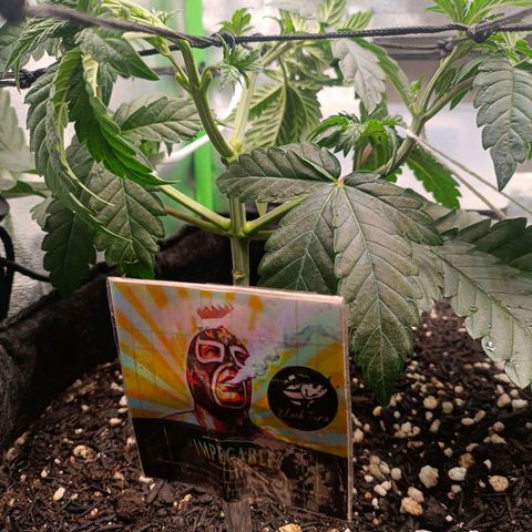 Impecable  growlog timeline photo