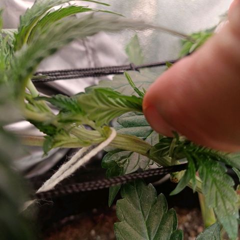 Impecable  growlog timeline photo
