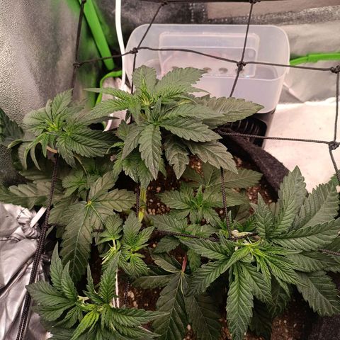 Impecable  growlog timeline photo