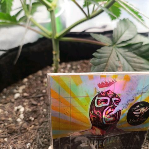 Impecable  growlog timeline photo