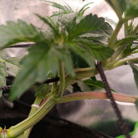 Impecable  growlog timeline photo