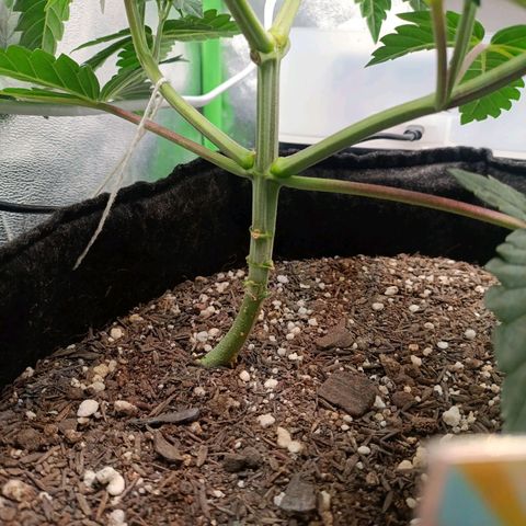 Impecable  growlog timeline photo