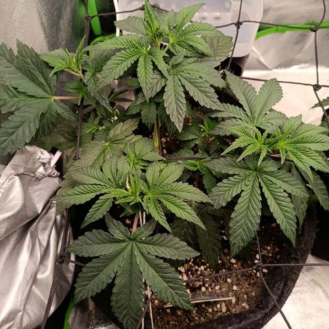 Impecable  growlog timeline photo