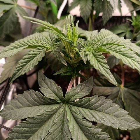 Impecable  growlog timeline photo