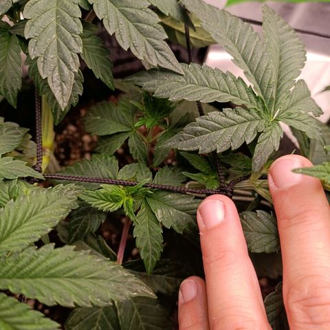 Impecable  growlog timeline photo