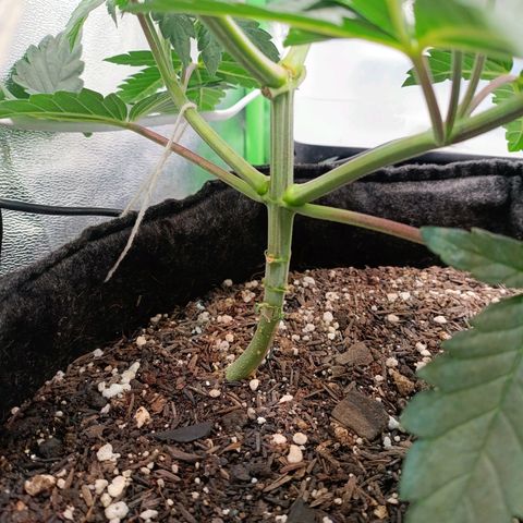 Impecable  growlog timeline photo
