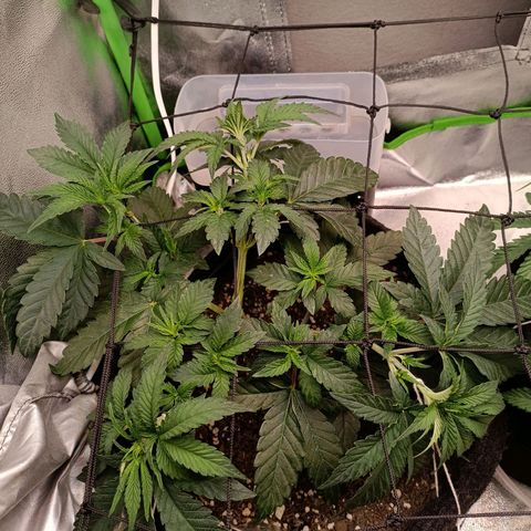 Impecable  growlog timeline photo