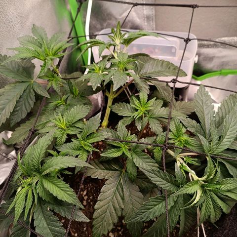 Impecable  growlog timeline photo