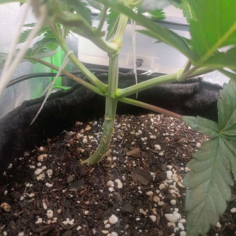 Impecable  growlog timeline photo