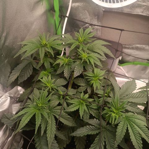Impecable  growlog timeline photo