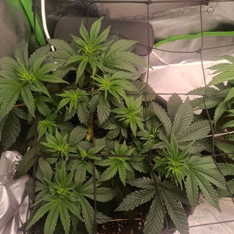 Impecable  growlog timeline photo