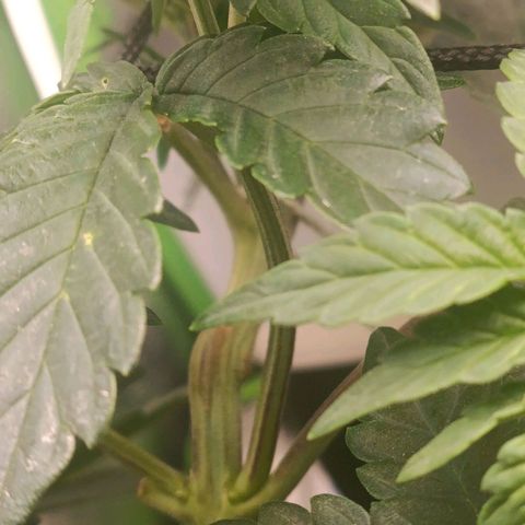 Impecable  growlog timeline photo