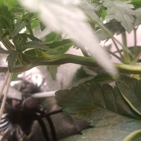 Impecable  growlog timeline photo