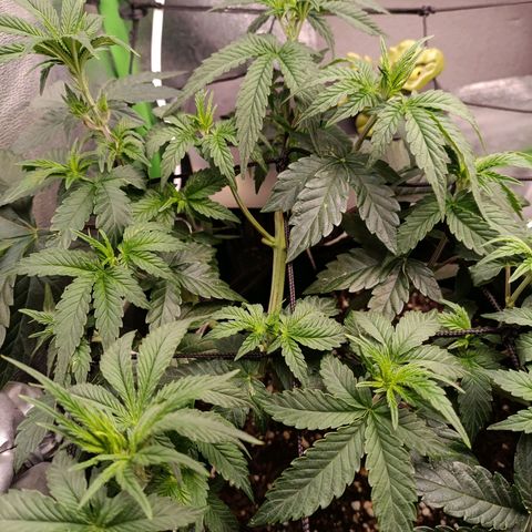 Impecable  growlog timeline photo