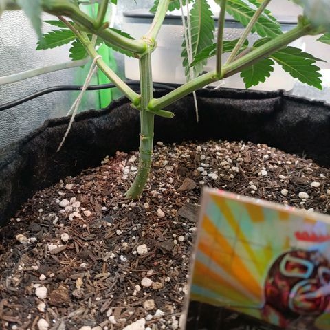 Impecable  growlog timeline photo